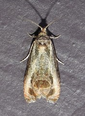 Olethreutes inornatana