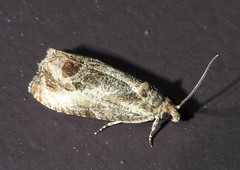 Olethreutes inornatana