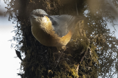 Sitta himalayensis