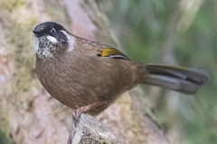 Trochalopteron affine