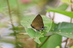 Rapala varuna formosana