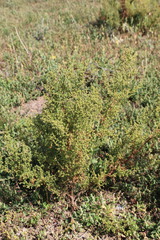 Artemisia scoparia