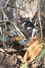 Trochalopteron affine