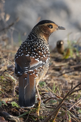 Ianthocincla ocellata