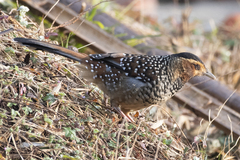 Ianthocincla ocellata