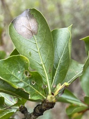 Gardenia cornuta image