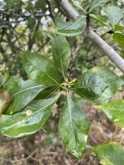 Gardenia cornuta image