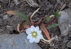 Lewisia pygmaea