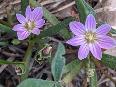 Lewisia pygmaea
