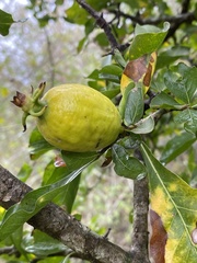 Gardenia cornuta image