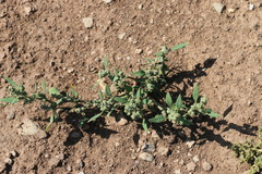Chenopodium acuminatum