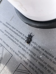 Sphenophorus costipennis