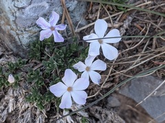 Phlox pulvinata