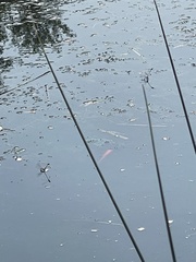 Cyprinus rubrofuscus