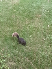 Sciurus carolinensis