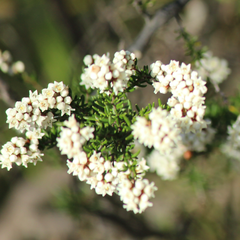 Cryptandra lanosiflora