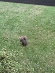 Sciurus carolinensis