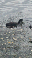 Fulica atra