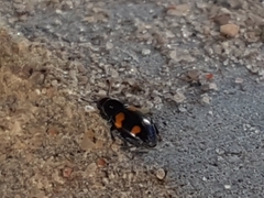 Glischrochilus quadrisignatus