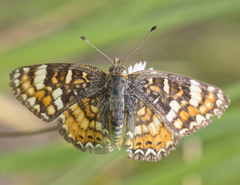 Phyciodes pulchella camillus