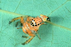 Ceratitis cosyra