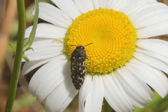 Acmaeodera ornata