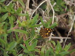 Metisella metis paris