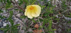 Hibiscus coulteri