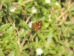 Metisella metis paris
