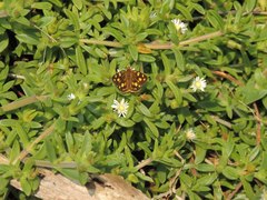 Metisella metis paris