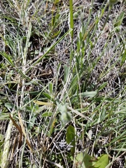 Erigeron pumilus