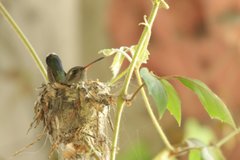 Cynanthus latirostris