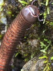 Choctella cumminsi