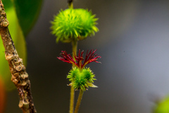 Acalypha sonderiana