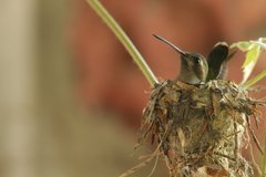 Cynanthus latirostris