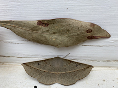 Phallaria ophiusaria