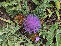 Cynara tournefortii