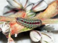 Callophrys affinis homoperplexa