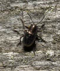 Graphops pubescens