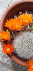 Rebutia