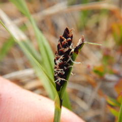 Carex microchaeta