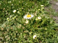 Erigeron strigosus septentrionalis