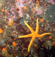Henricia leviuscula