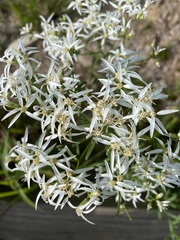 Sericocarpus linifolius