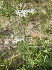 Sericocarpus linifolius