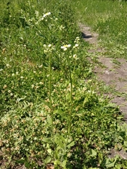 Erigeron strigosus septentrionalis
