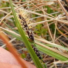 Carex microchaeta