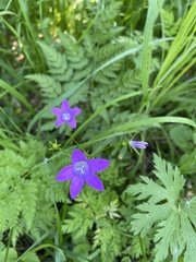 Campanula patula
