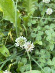 Trifolium repens