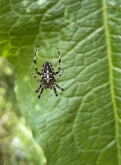 Araneus diadematus